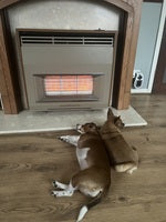 PLSHSBSE Calming Diffuser for Dogs 2 Pack Dog Calming Diffuser Refills for Replacement Enhanced Dog Calming Pheromone Diffuser Dog Calming Diffuser Kit for Dog Anxiety Relief (2x48ml Refills)